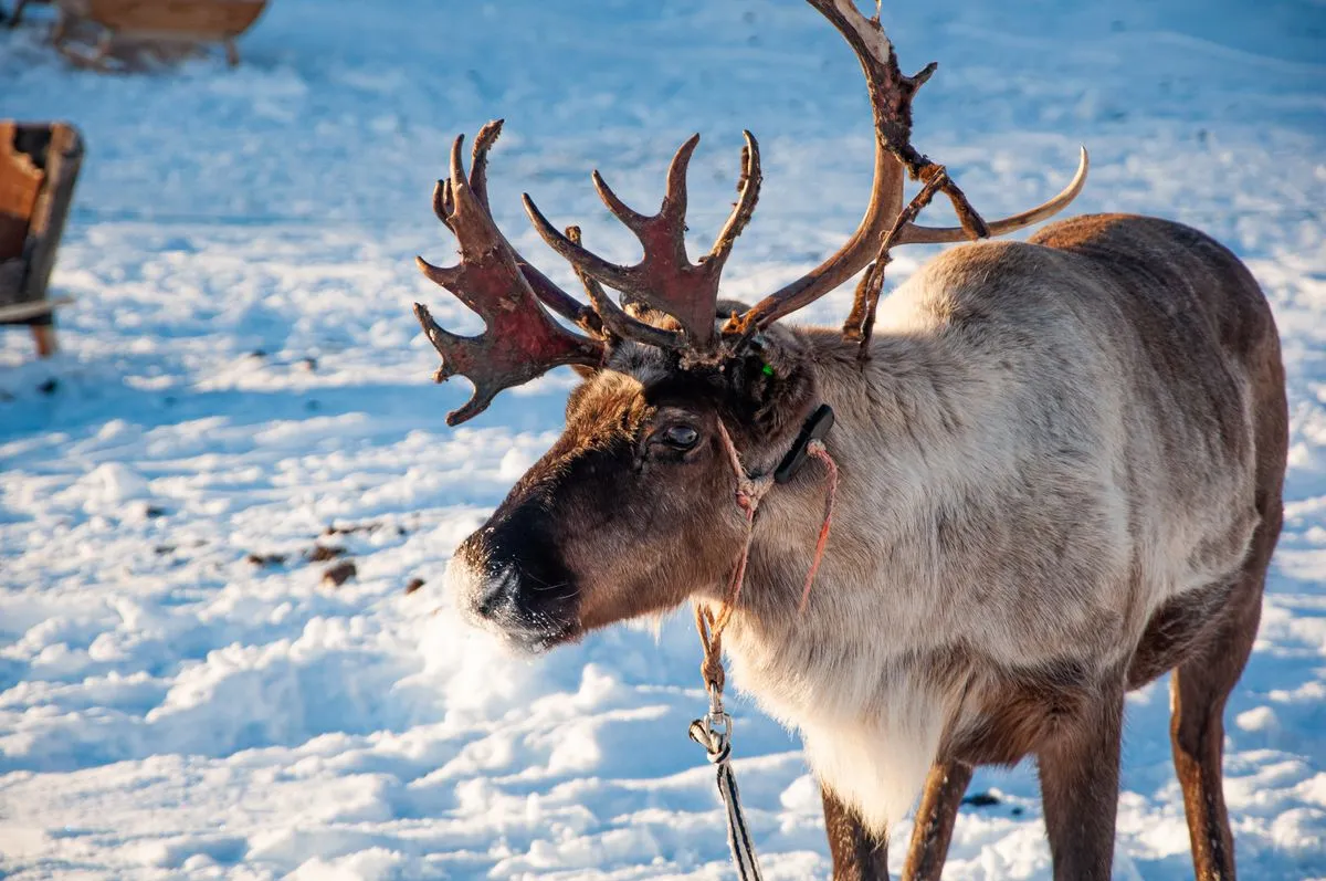 Reindeer in the snow in Alta, Norway