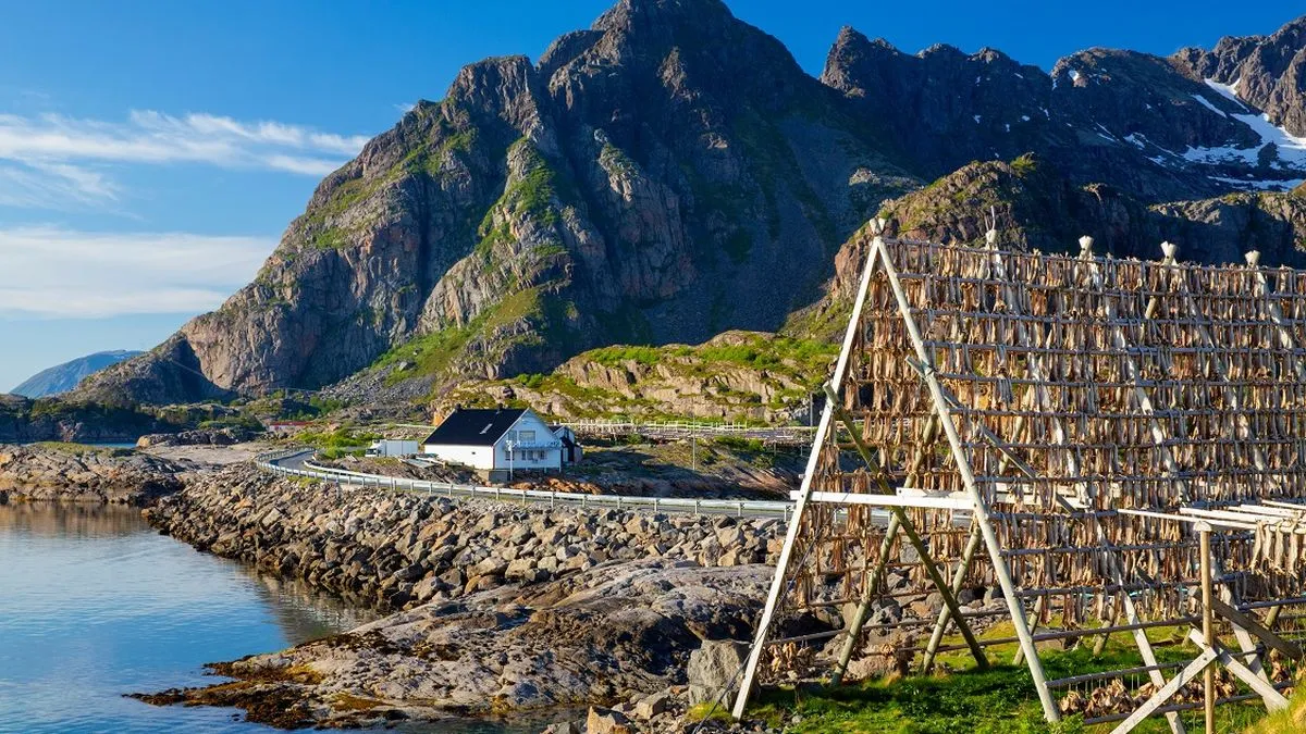 Torrfisk being dried on the shores of the Lofoten Islands, Norway