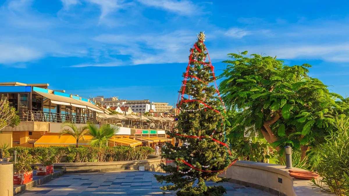 Christmas Tree on Tenerife Island