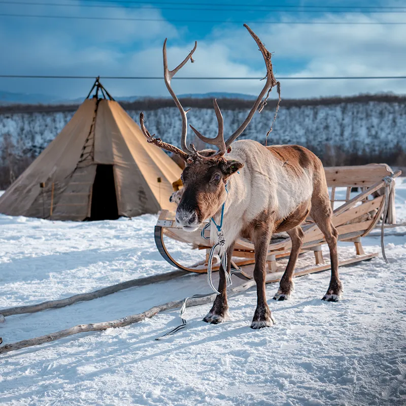 A reindeer harnessed to a wooden sled stands on snow near a Norway traditional tent in Alta